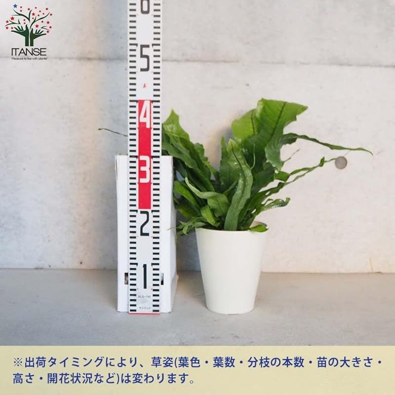 クロコダイルファーン5号鉢 品種で選べる観葉植物 リビングやオフィスの窓辺向きサイズ 1個売り 学名 Microsorum musifolium Crocodyllus ウラボシ科ミクロソリウム属 非耐寒性着生植物 原産地 東南アジアなど 別名 YUZUMIYA_COM