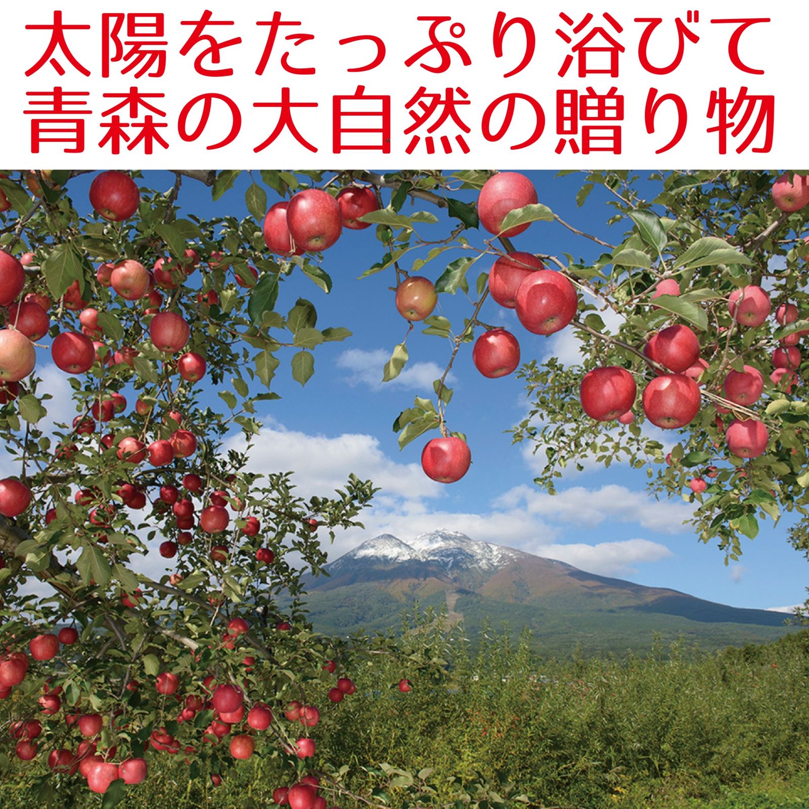 青森県産　訳あり　りんご　サンふじ　22-46玉　10kg　　送料無料！