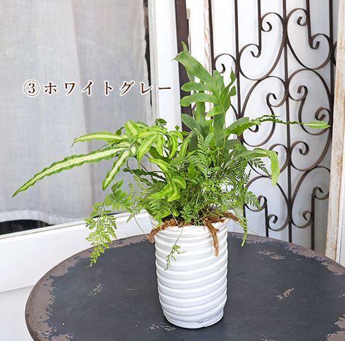その他観葉植物 jasmine 楽天市場】プリムローズ（ジャスミン・オーレア） 3号 ポット苗