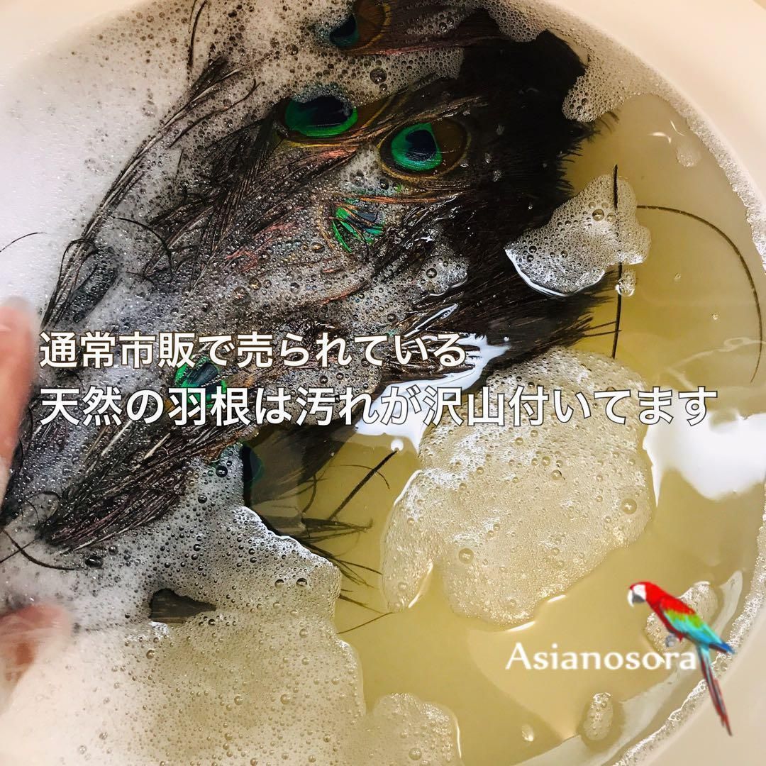 100枚■【クジャク 】孔雀の羽根 目玉 パーツ 鳥 羽根 素材 楽天市場】羽 パーツ くじゃく 目玉羽 パーツ（ピーコック アイ