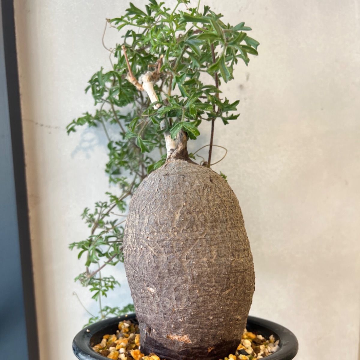 キフォステンマ モンタグナッキー 塊根植物 キフォステンマ・モンタグナッキー | GREEN TRUST online store