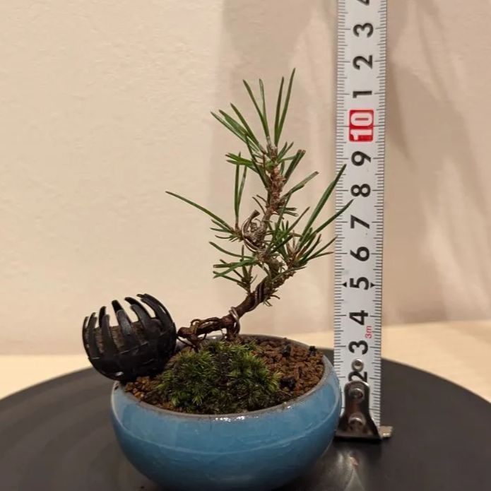 まめ ミニ 盆栽黒松-4 黒松（クロマツ）の軸切り挿し芽を鉢上げ – その