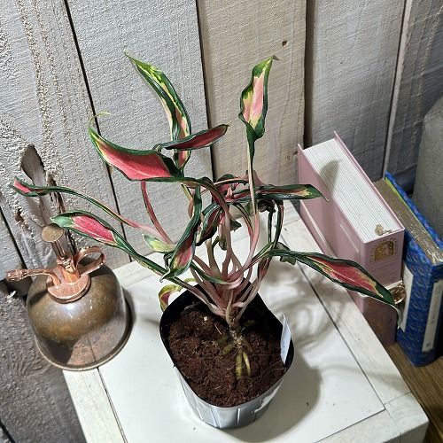 激レア アグラオネマ メデューサ 3.5号ポット 個体B(現品) 希少種