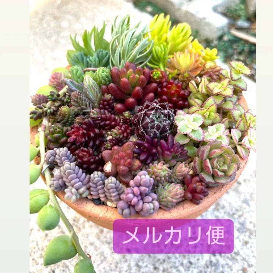 多肉植物セット☆メルカリ便発送 - dzhistory.com