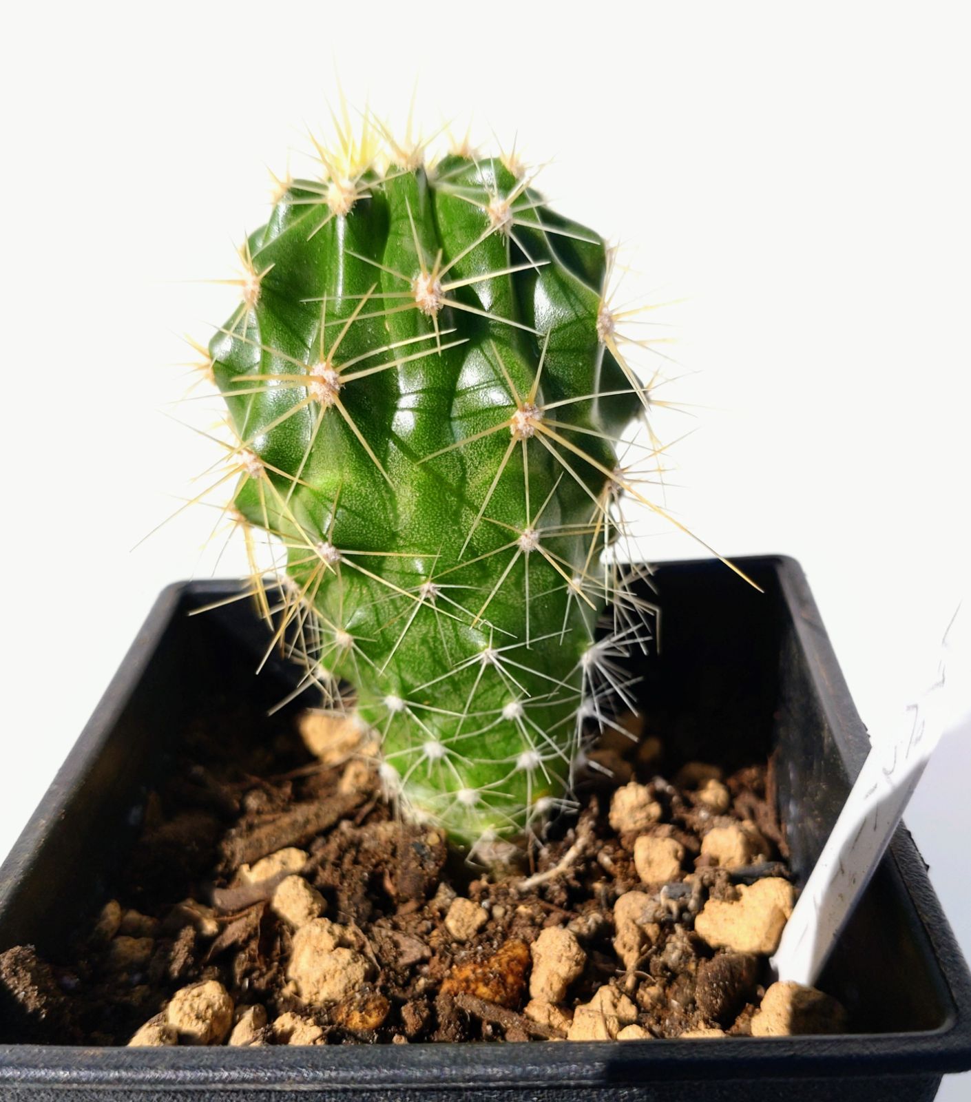 サボテン フェロカクタス レッペンハーゲニー 錦 フェロカクタス