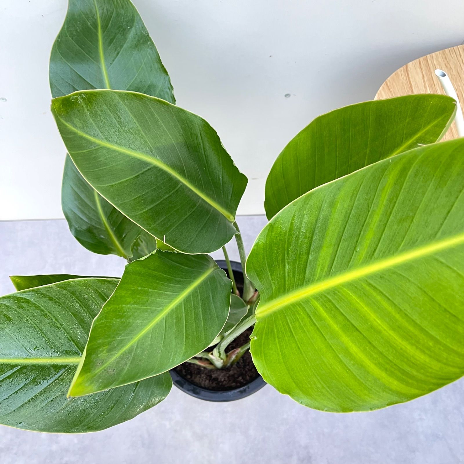 ホヤ　ノバゴースト　抜き苗　第４種発送 Hoya Carnosa Nova Ghost ホヤ カルノーサ ノバ ゴースト ホヤ 希少