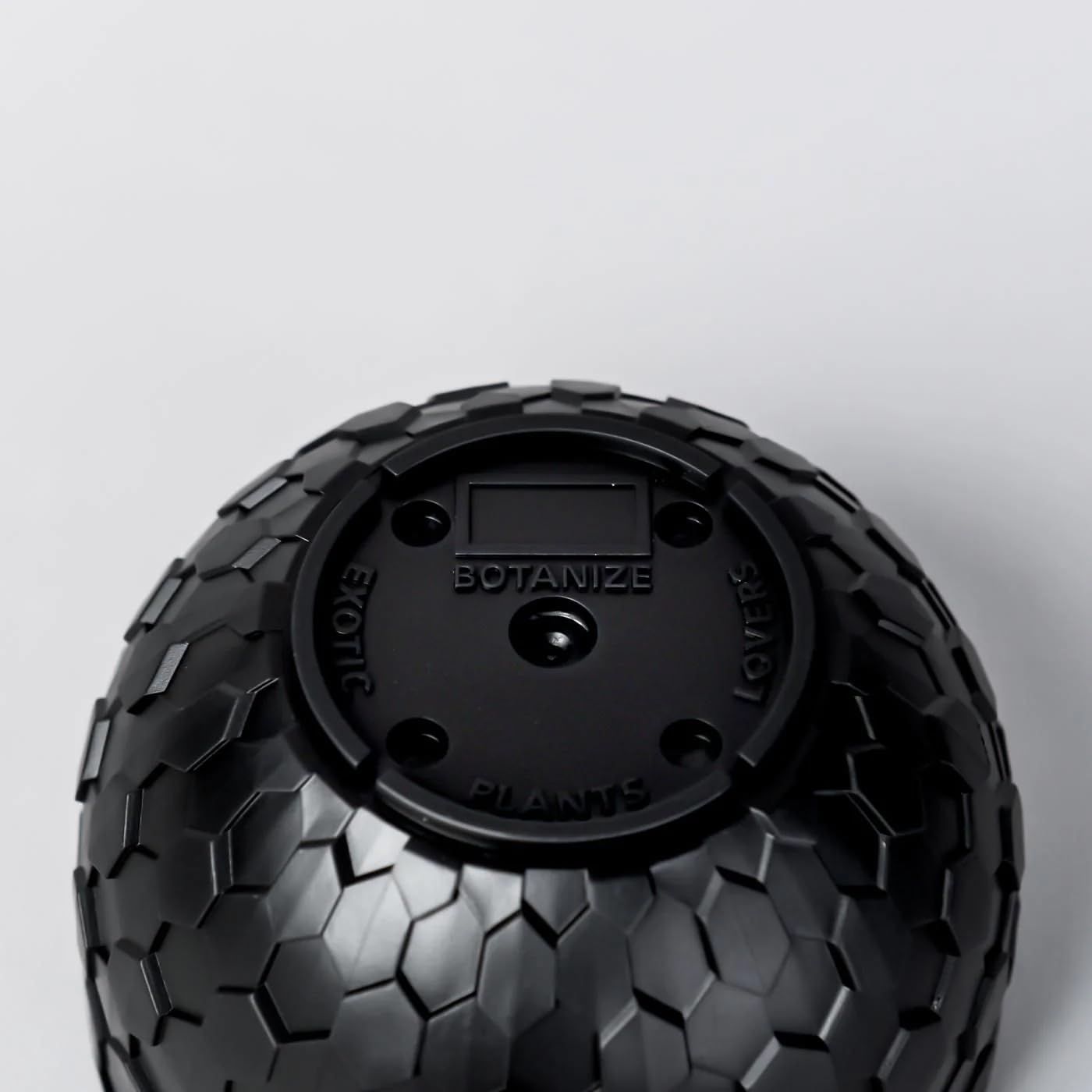 グラキリス 中株 まる型 塊根植物 黒鉢付き グラキリス 実生 塊根植物 黒鉢 - メルカリ