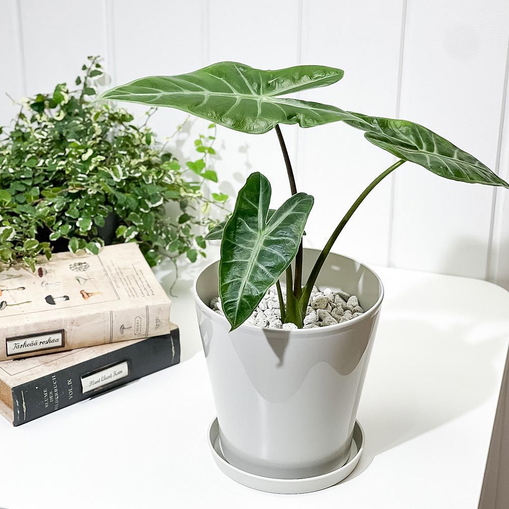 PLANCHU 観葉植物 アロカシア ロンギロバ 5号鉢 受け皿付き 育て