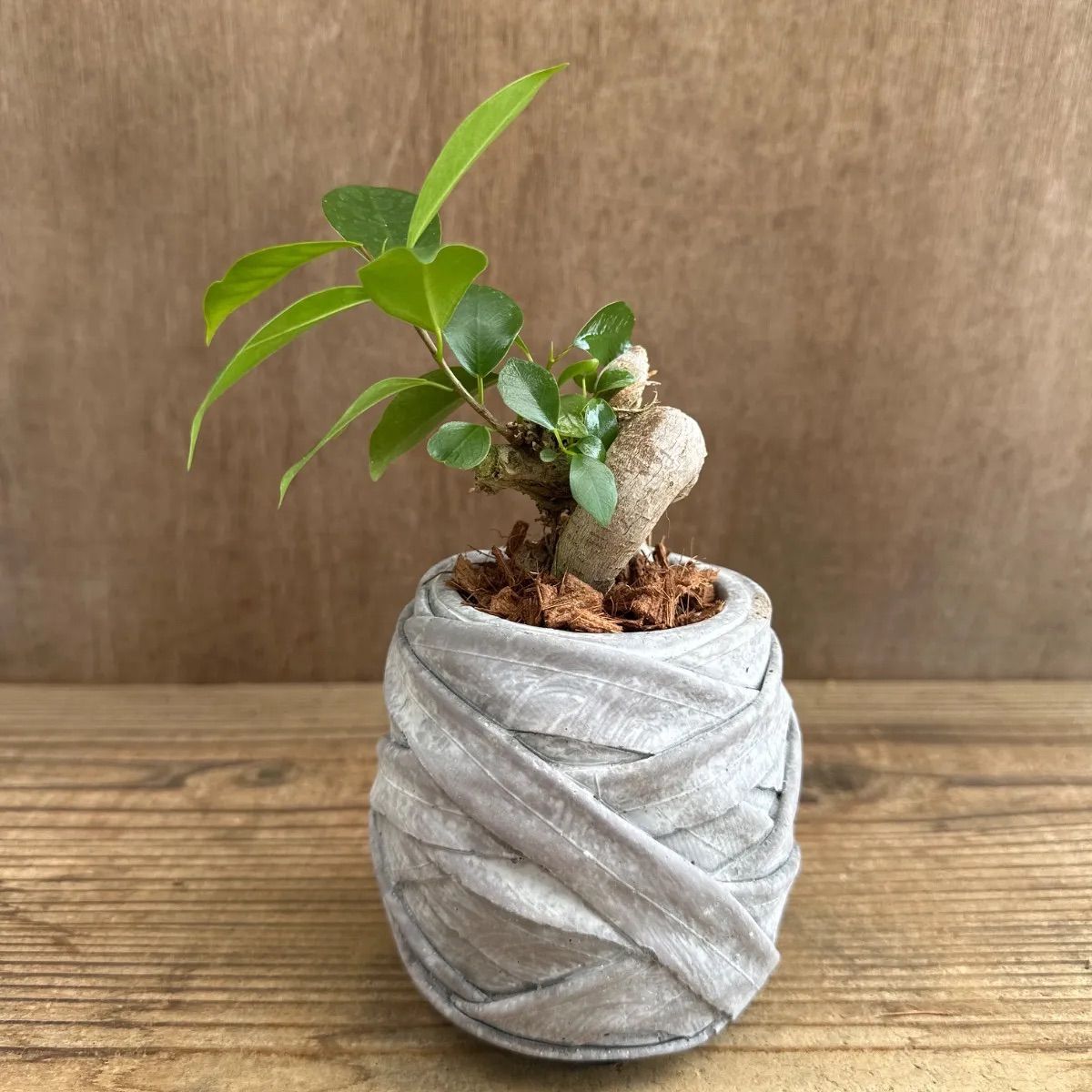 ガジュマル 美株 現品 鉢植え 観葉植物 ガジュマル 太幹大株 8号平鉢 受け皿付き 育て方説明書