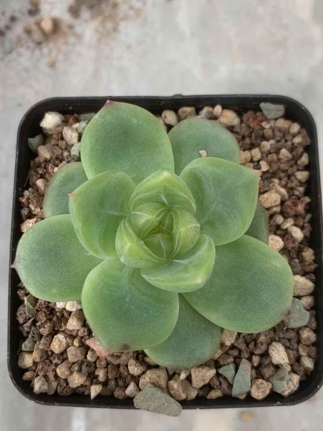 54株の抜き苗セット 深いグリーンジェニー 多肉植物 佐川急便発送 エケベリア 韓国苗 LX59