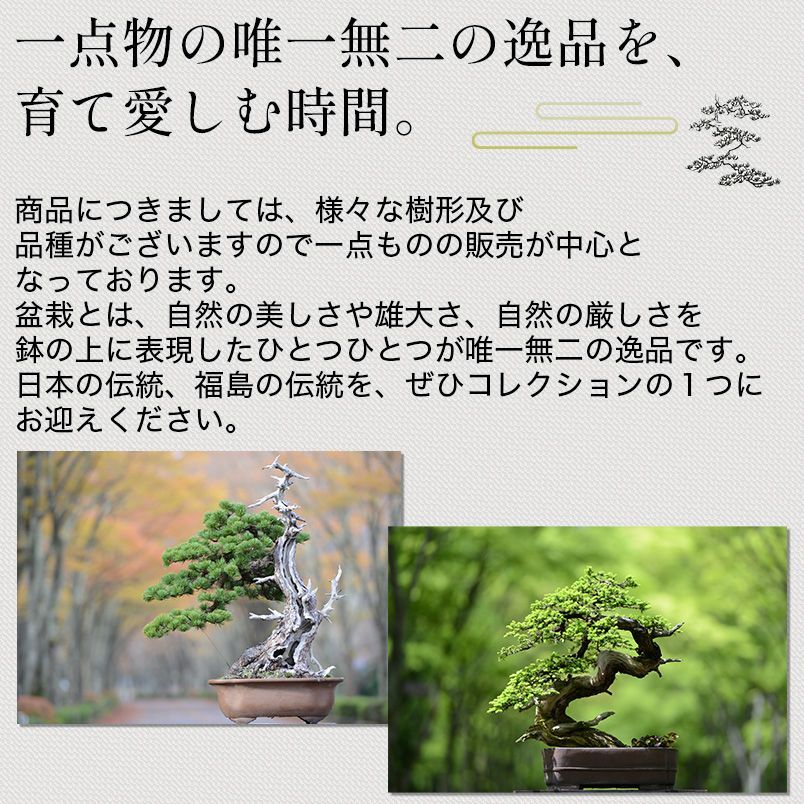 糸魚川真柏（捻転幹・ジン・シャリ）小品盆栽 【泰寿園 Online】現品