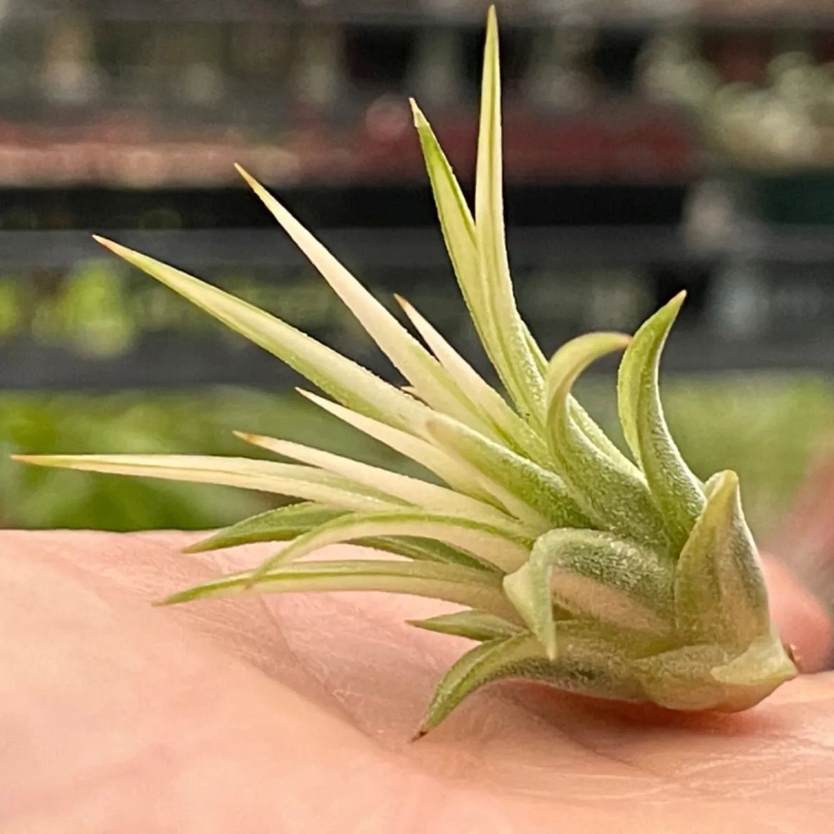 【メルカリ便】チランジア イオナンタ アルボマルギナータ チランジア イオナンタ アルボマルギナータTillandsia ionantha
