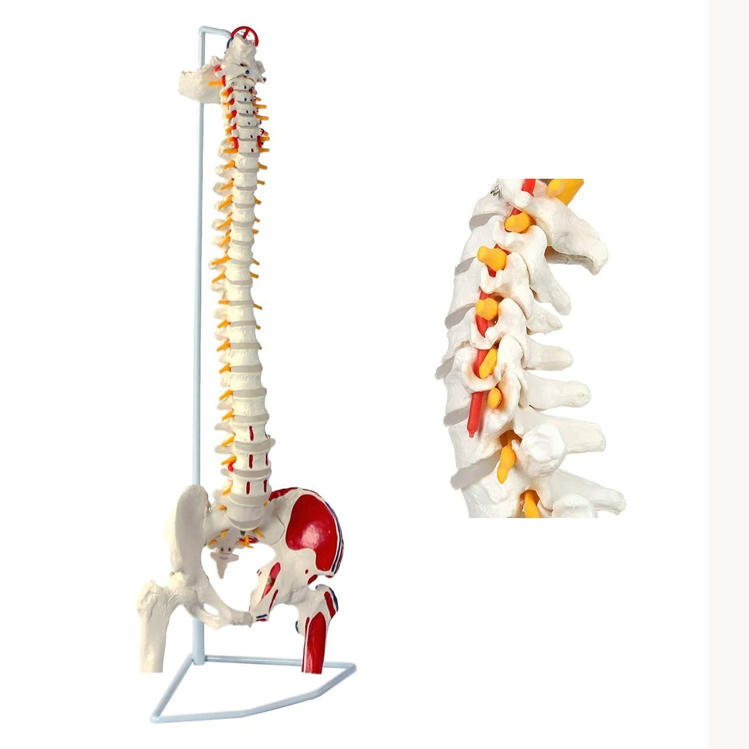 脊椎模型 timiland 脊椎 模型 可動式 脊椎骨盤模型 人体模型 実物大 
