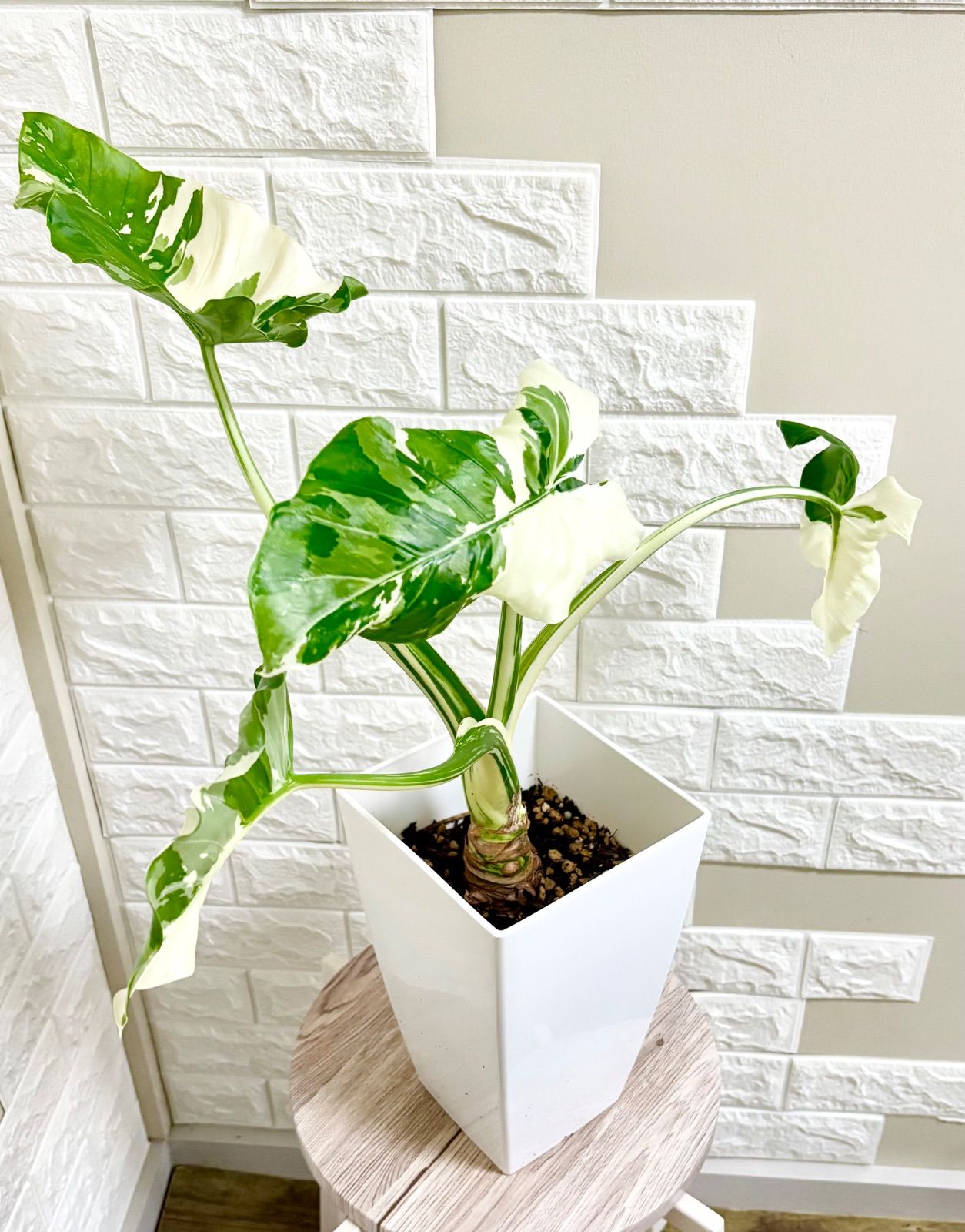 クワズイモ　斑入り 幹立ち クワズイモ⭐️斑入り クワズイモ斑入り 幹立ち