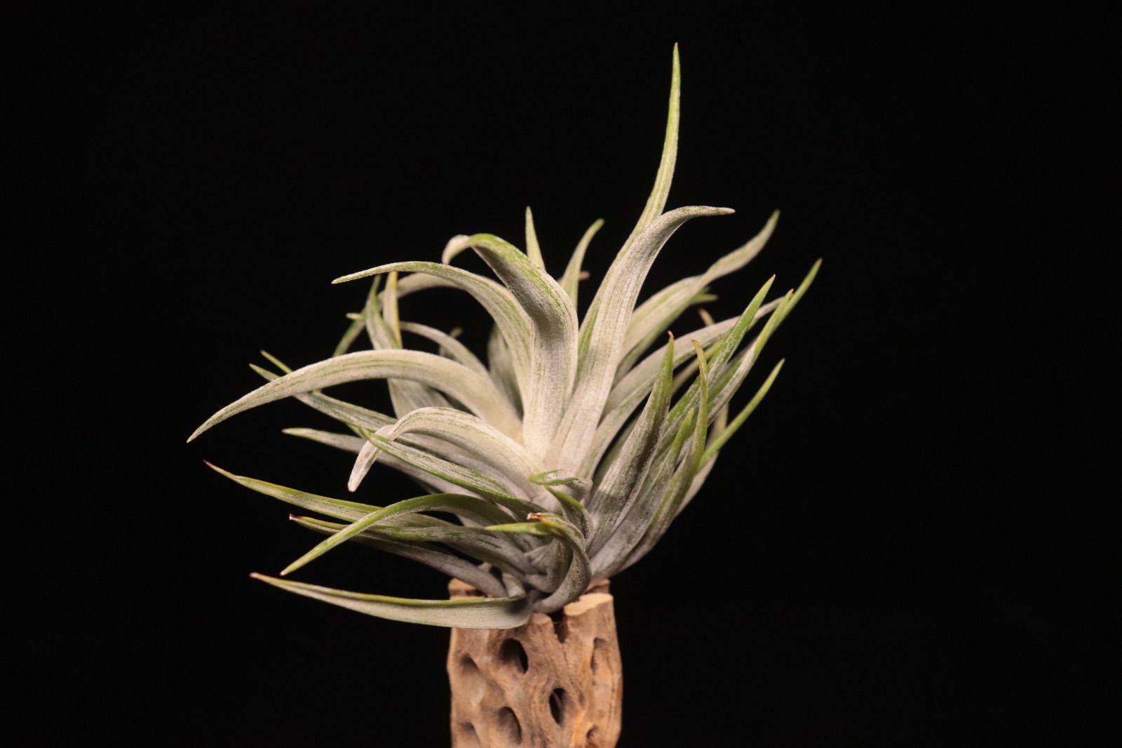 送料無料 harrisii