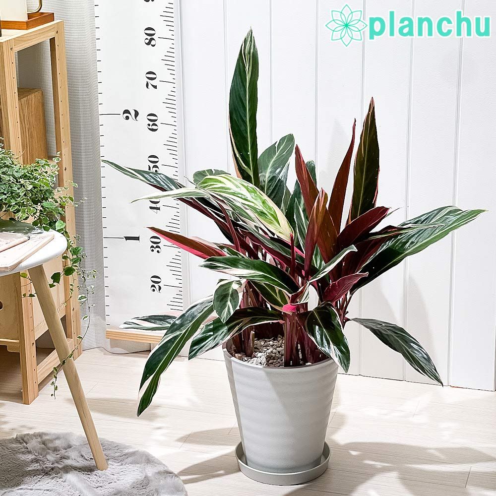 レモンの木＋リセノRe:CENO 鉢カバー 観葉 植物 鉢 カバー