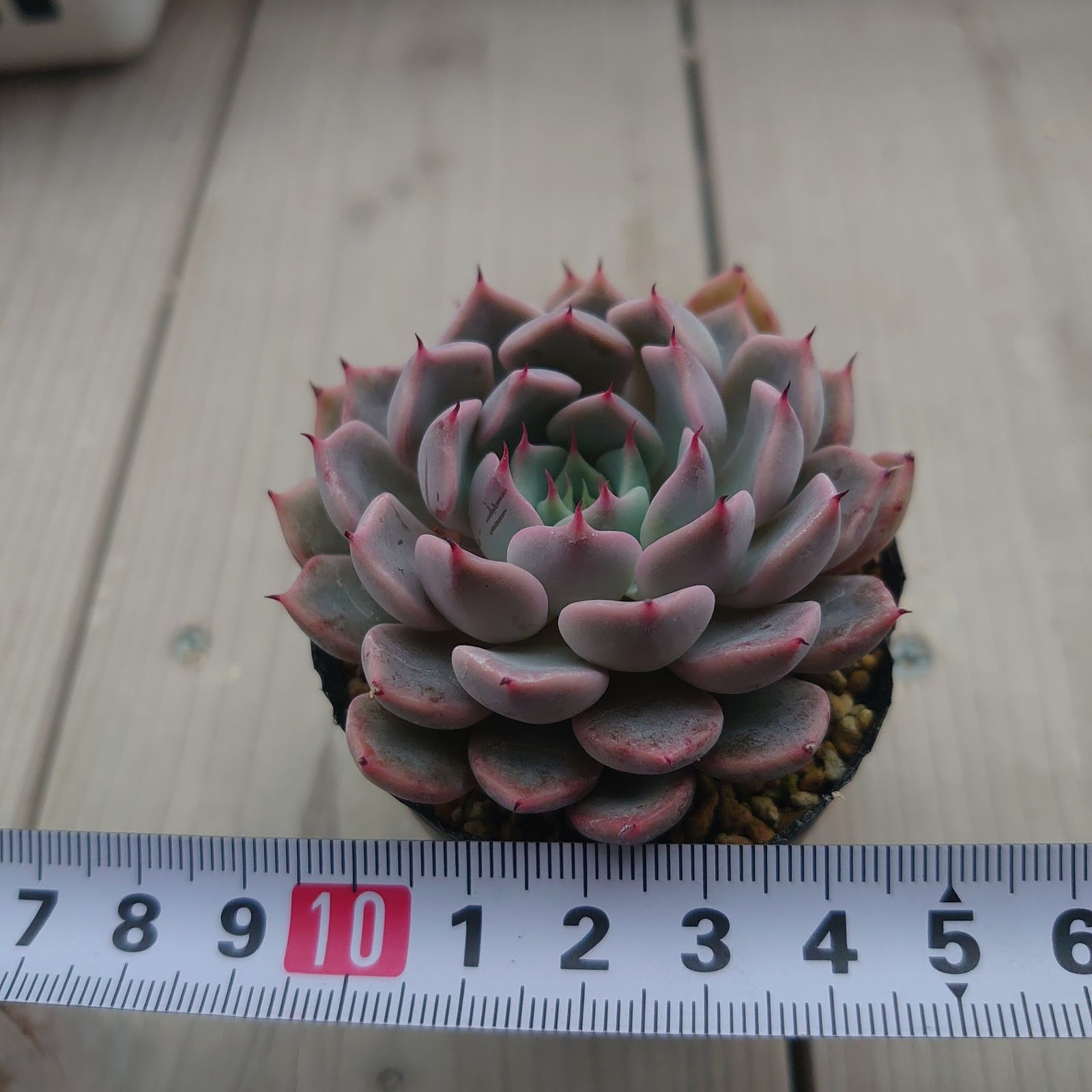 メクセンシスザラゴーサ 【公式通販】