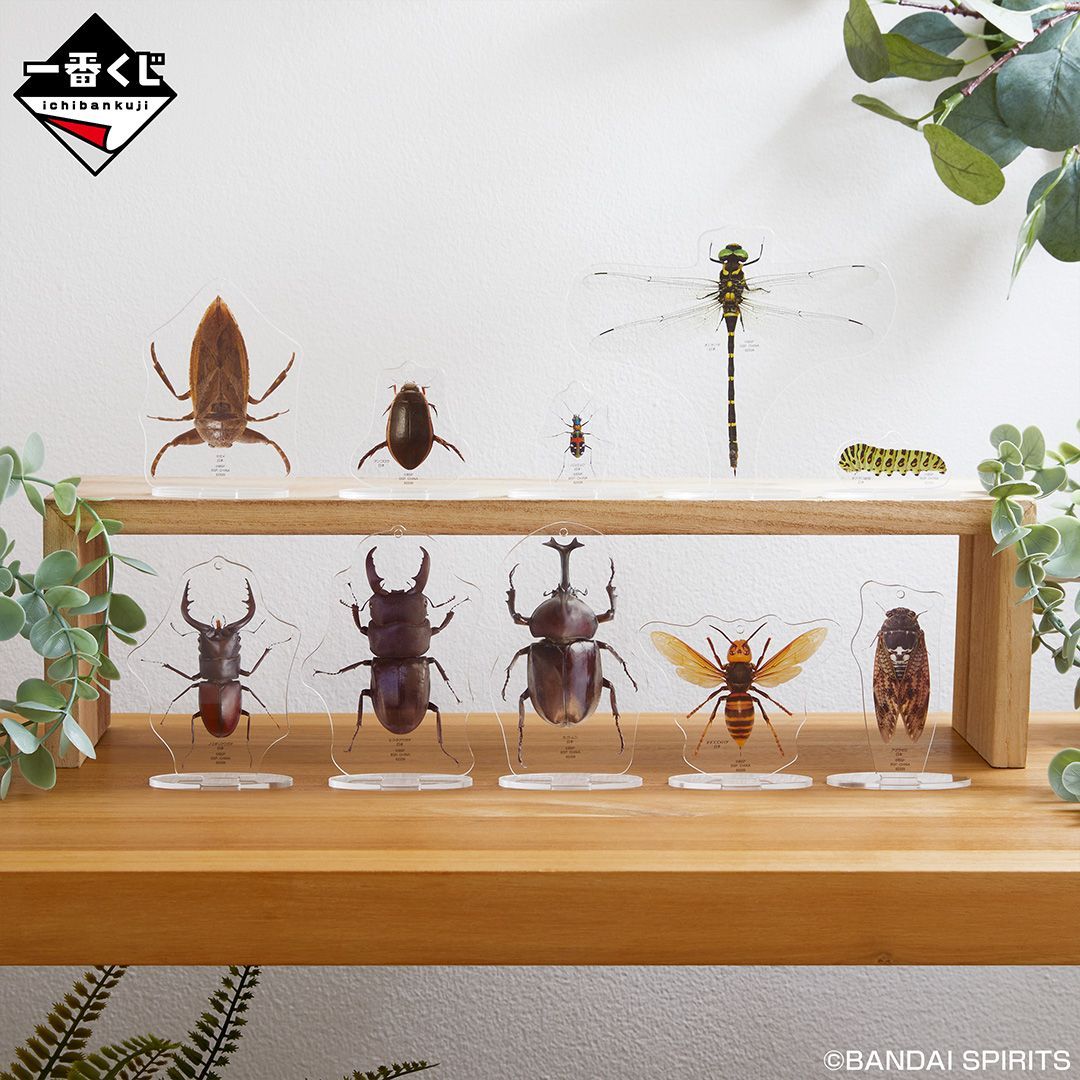 BANDAI SPIRITS 一番くじ昆虫 世界の昆虫博物館 J賞アクリル