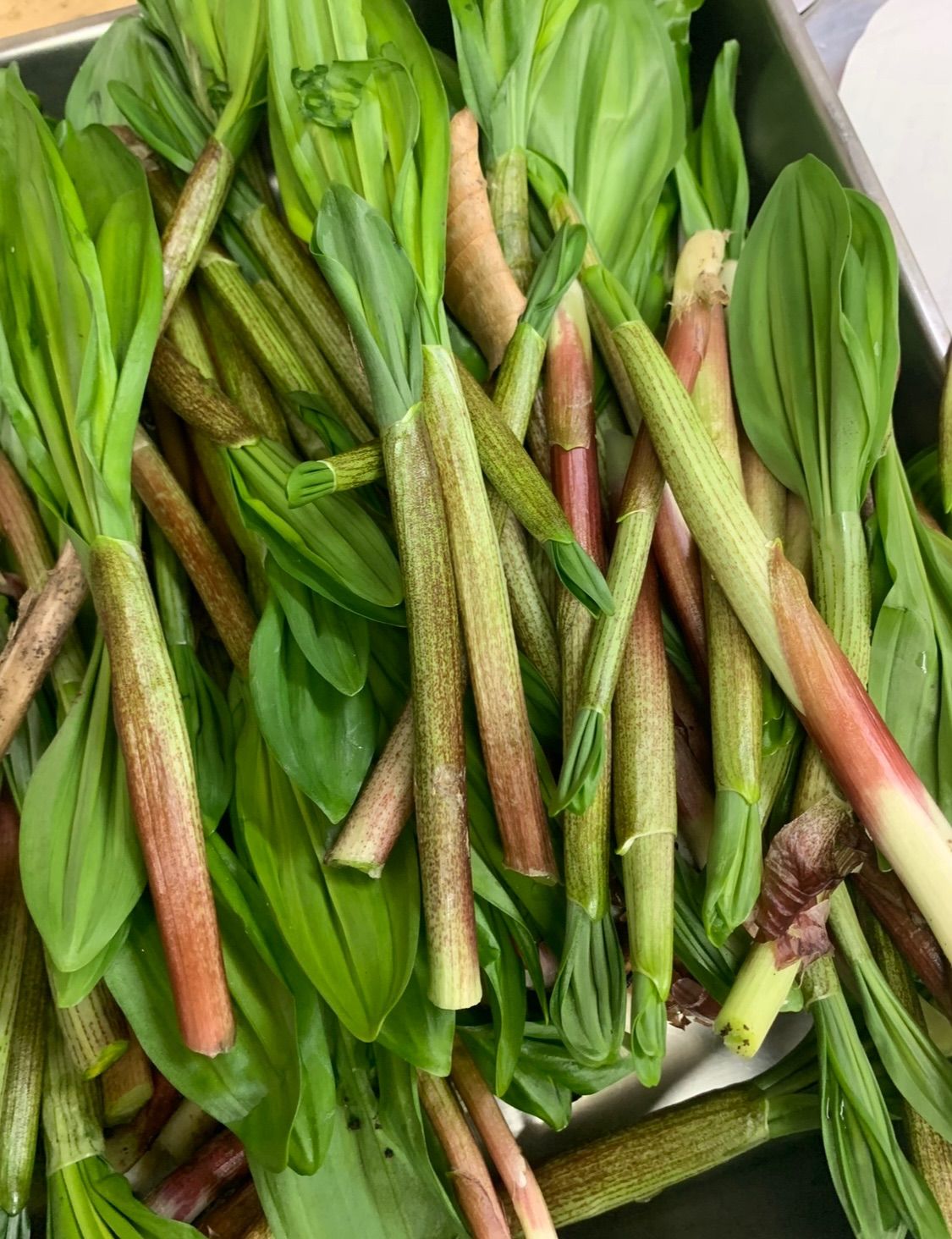 北海道産行者にんにく2kg - 野菜