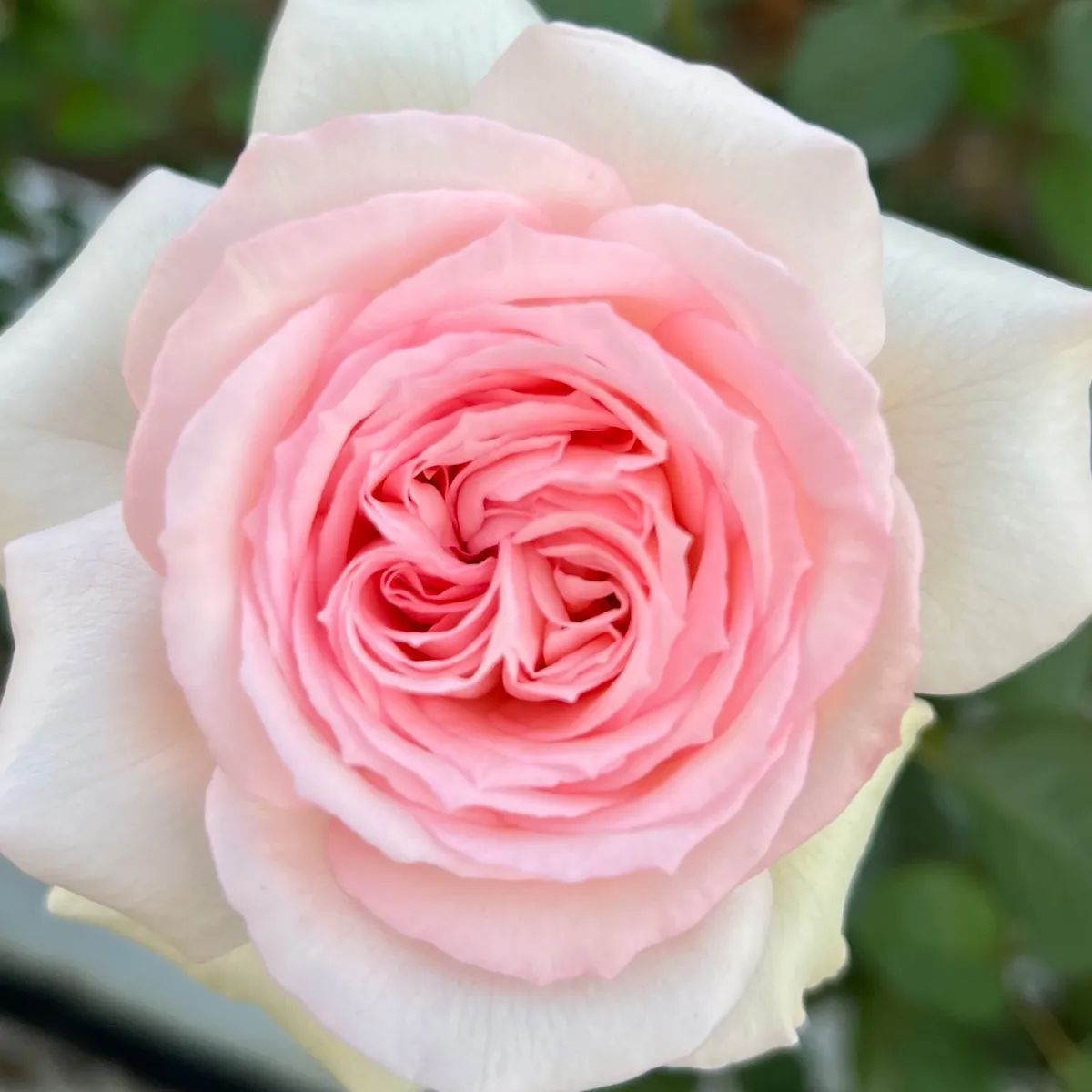 ハーバリウム ＊ バラの花束 ＊ ミディアム Amazon.co.jp: 中 薔薇セット ハーバリウム : ホーム＆キッチン