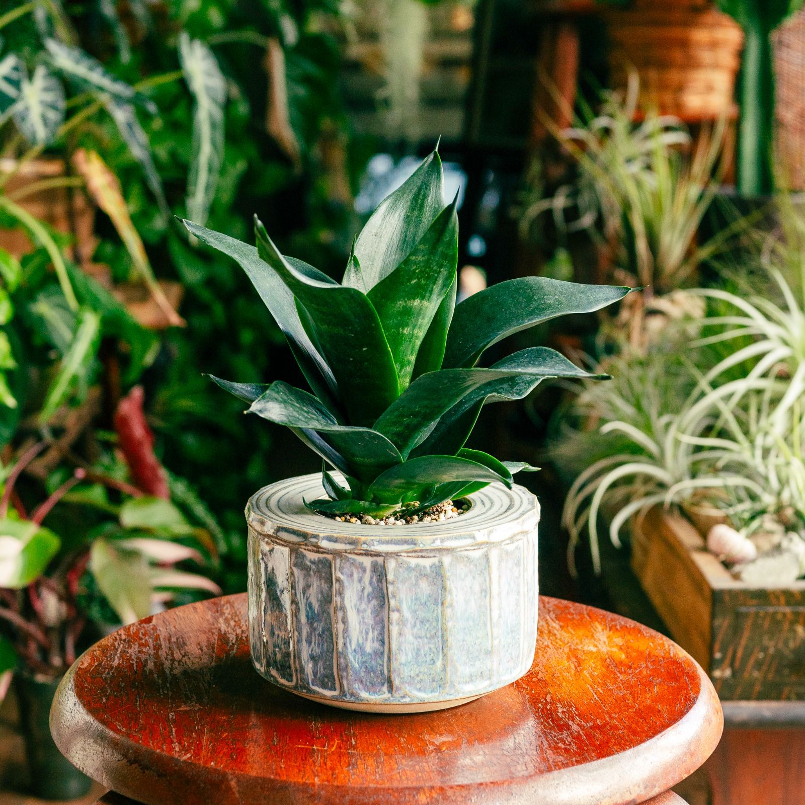 週末特価！2鉢価格！サンスベリア ゼラニカ 苗 苗木 サンセベリア 7号