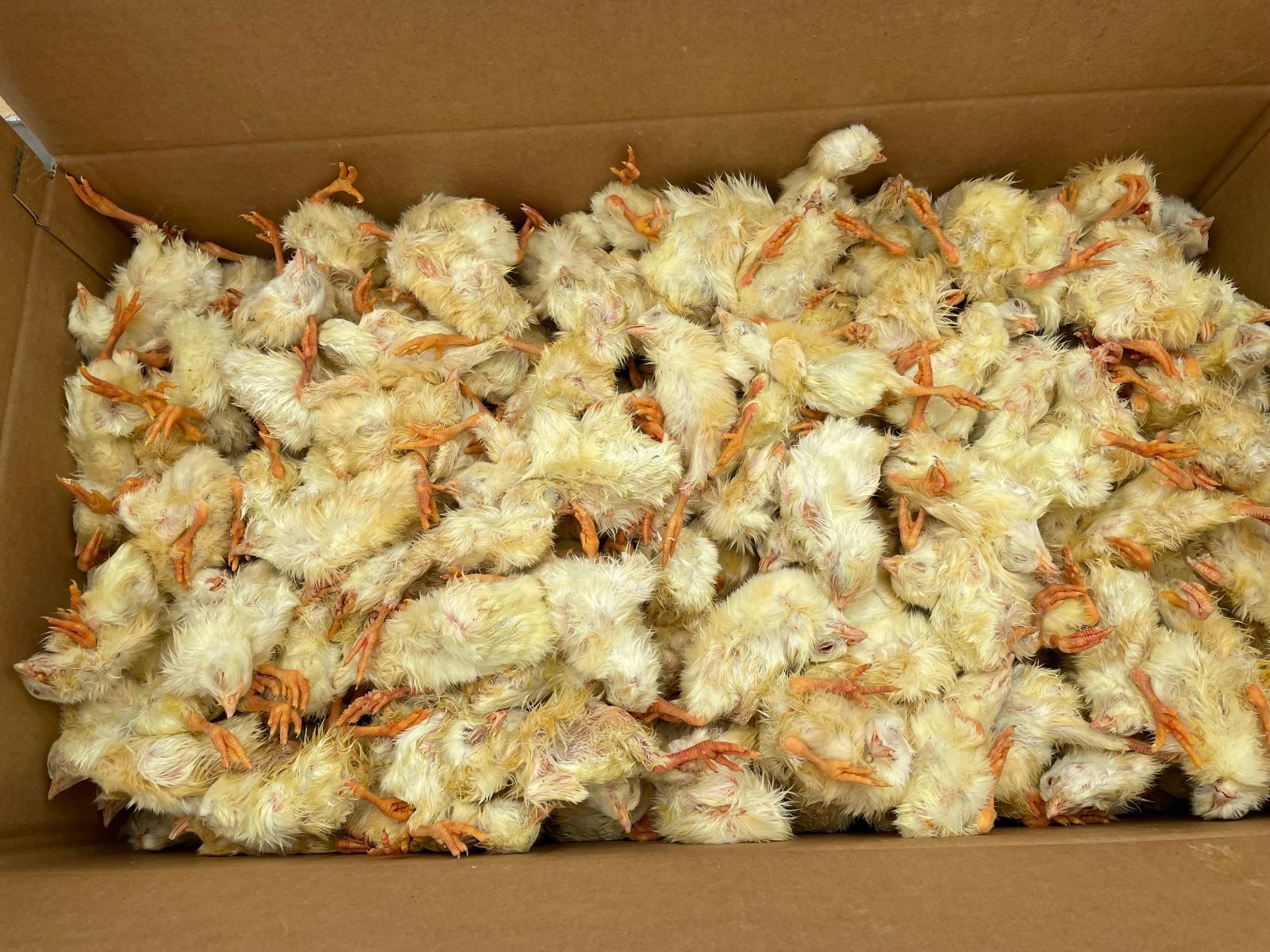 業界最安値‼️冷凍ヒヨコ300羽 冷凍ヒヨコ 冷凍ひよこ 箱詰め12Kg（約300羽）の販売情報