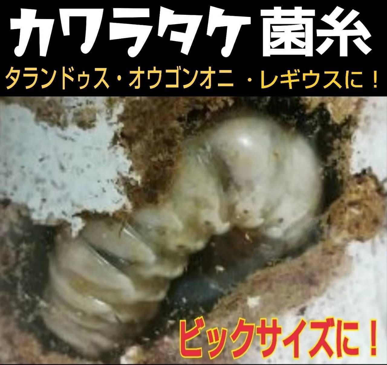 極上！カワラ菌糸瓶【10本】トレハロース、キトサン、グルテン強化配合