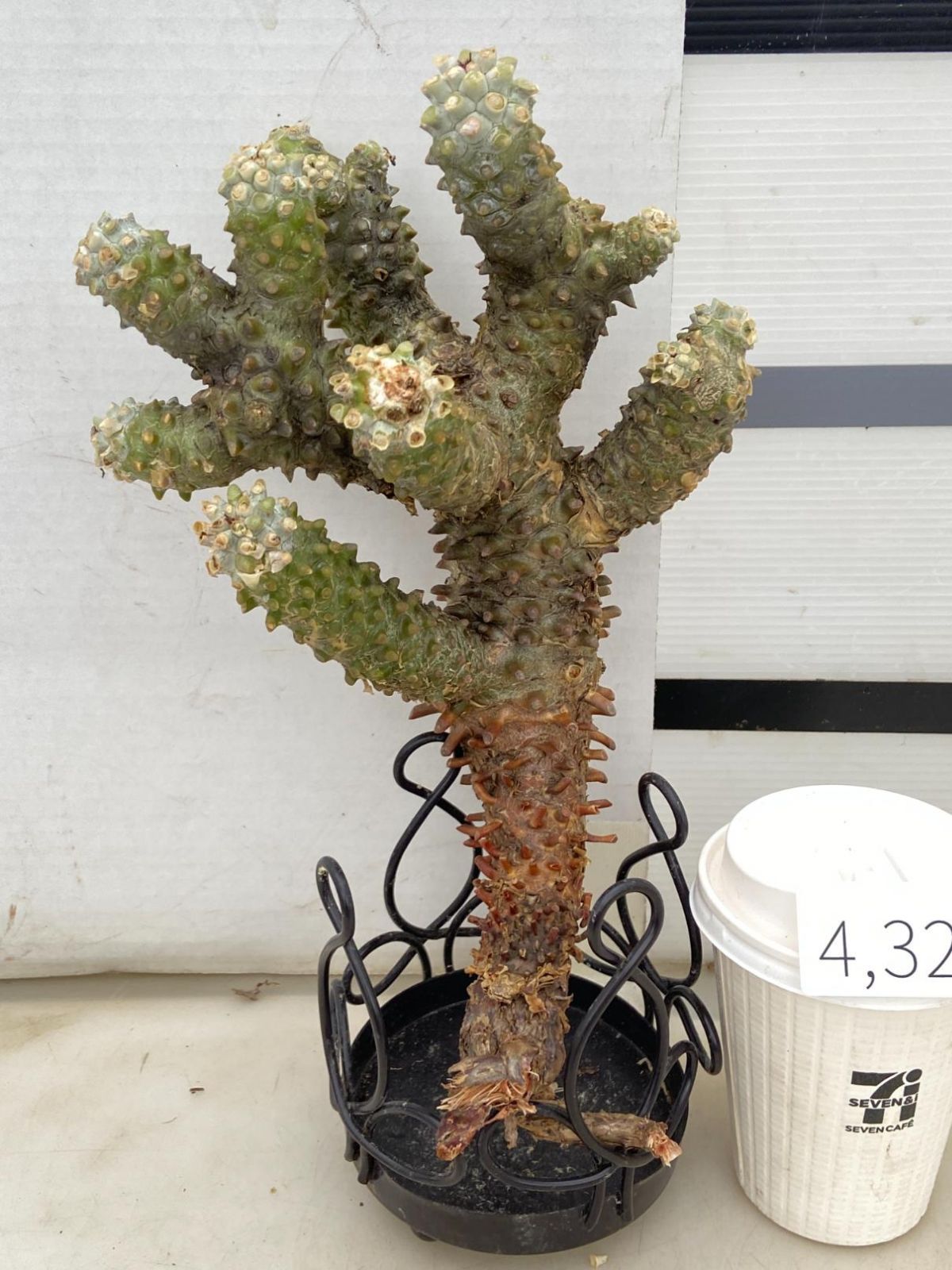 4325 「塊根植物」チレコドン ワリチー 抜き苗【最新到着・Tylecodon wallichii・多肉植物】 - メルカリ