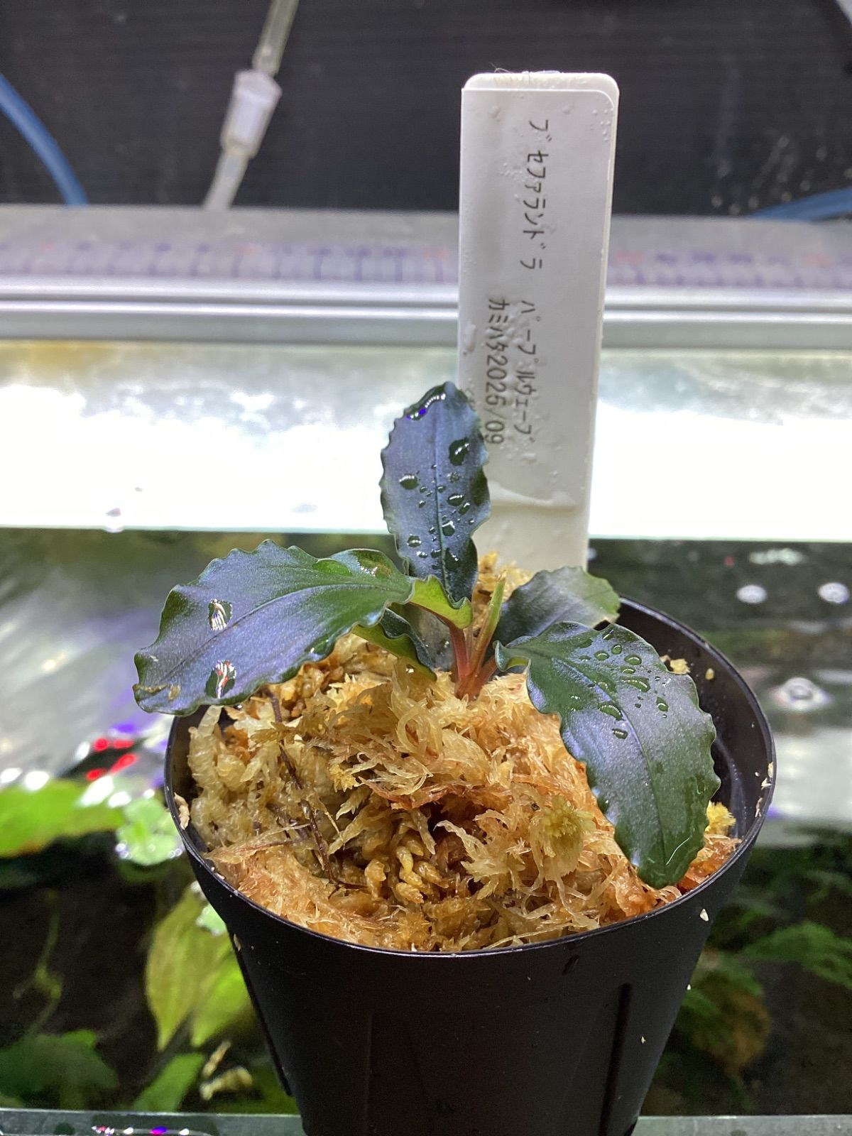 Bucephalandra sp.purple 2020 カミハタ便 Bucephalandra sp Purple カミハタ2020【カミハタ便