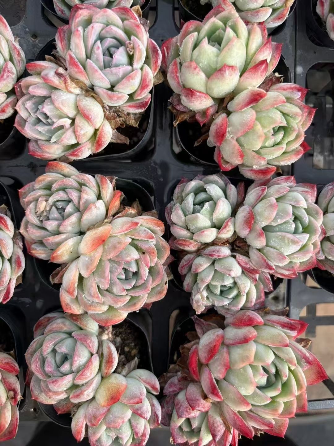 20株の抜き苗セット】セダム・パルメリー錦 多肉植物 佐川急便