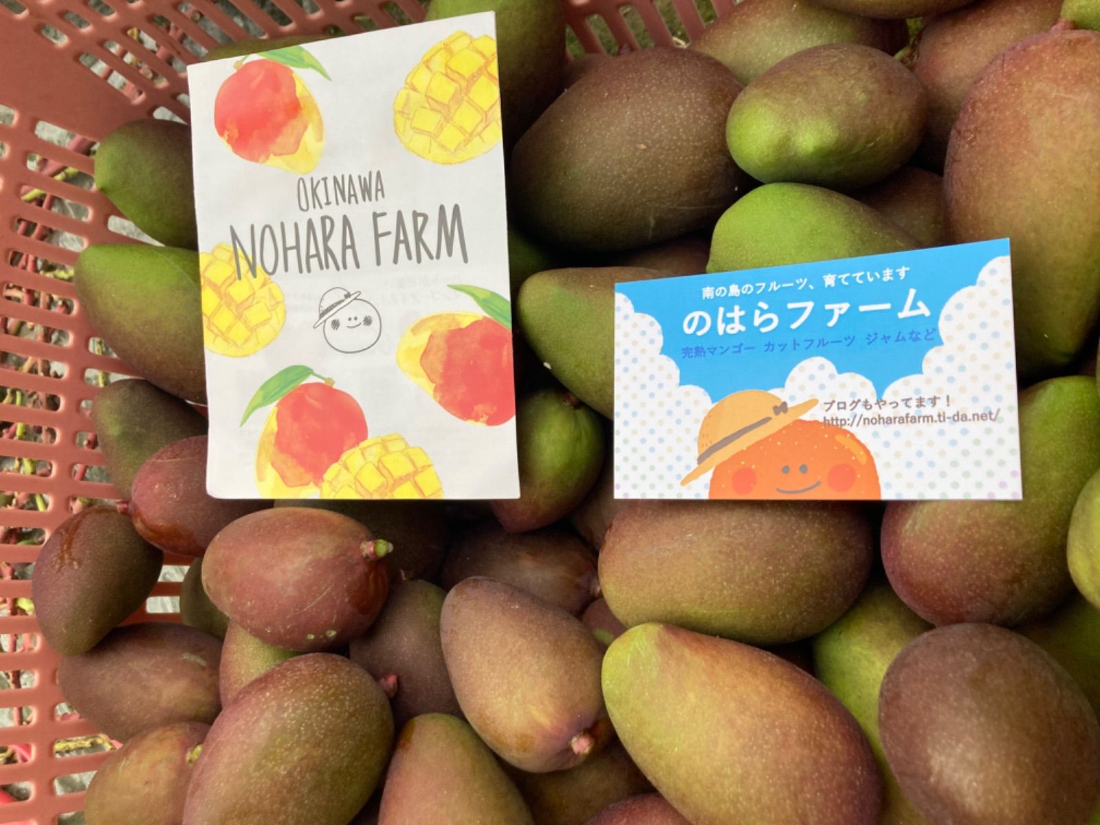 沖縄　摘果マンゴー　グリーンマンゴー　10kg