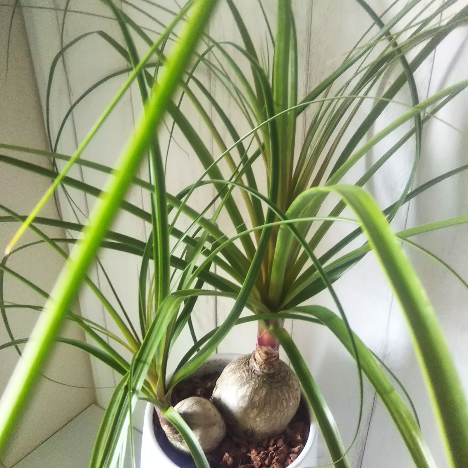 安心発送 ノリナポニーテール トックリラン 陶器鉢受皿付 珍しい樹形 可愛い観葉植物 Macarons Recrutement Com