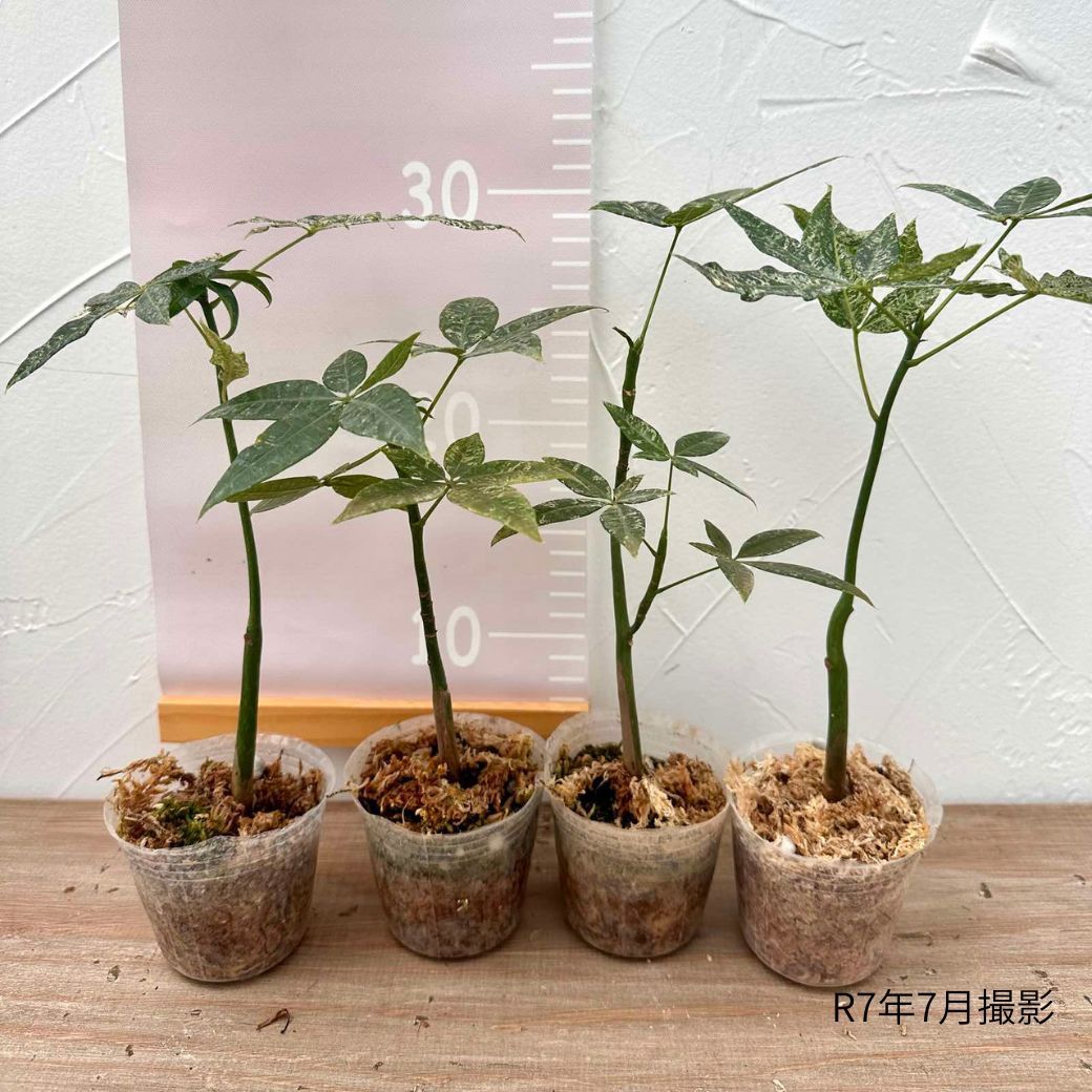 パキラ ミルキーウェイ」実生苗 斑入り 』2.5号ポット鉢 希少