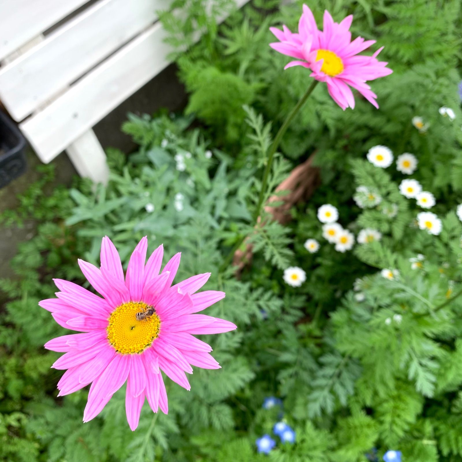 最大78%OFFクーポン 種子 処分 赤花除虫菊 ロビンソン ミックス サカタのタネ 23.05 明るい花色を楽しめる ゆうパケット便可能 