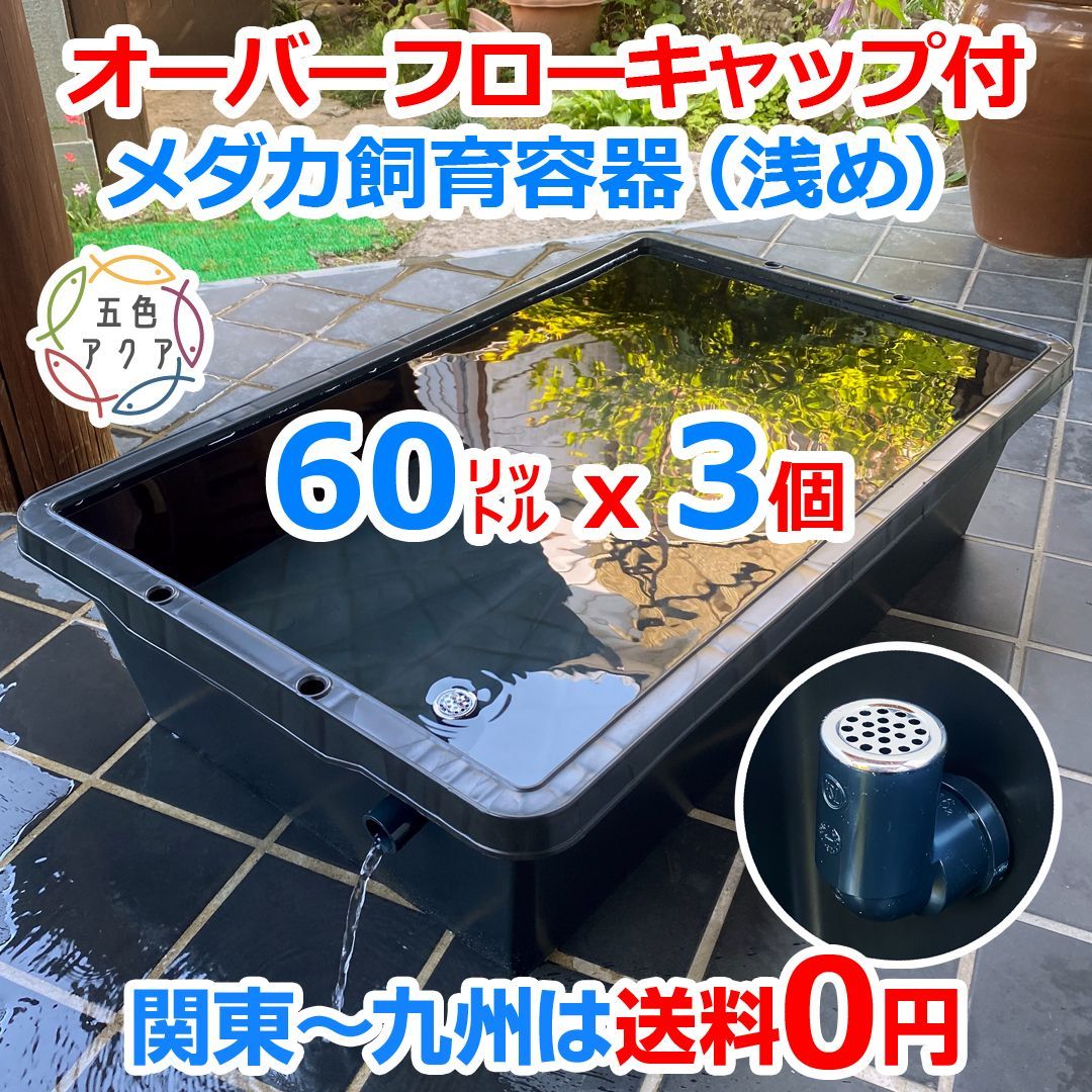 メダカ 飼育ケース 60㍑x3個 オーバーフローキャップ付 金魚飼育容器 水草 新タイプ】五色アクア メダカ飼育ケース 60㍑黒x3個