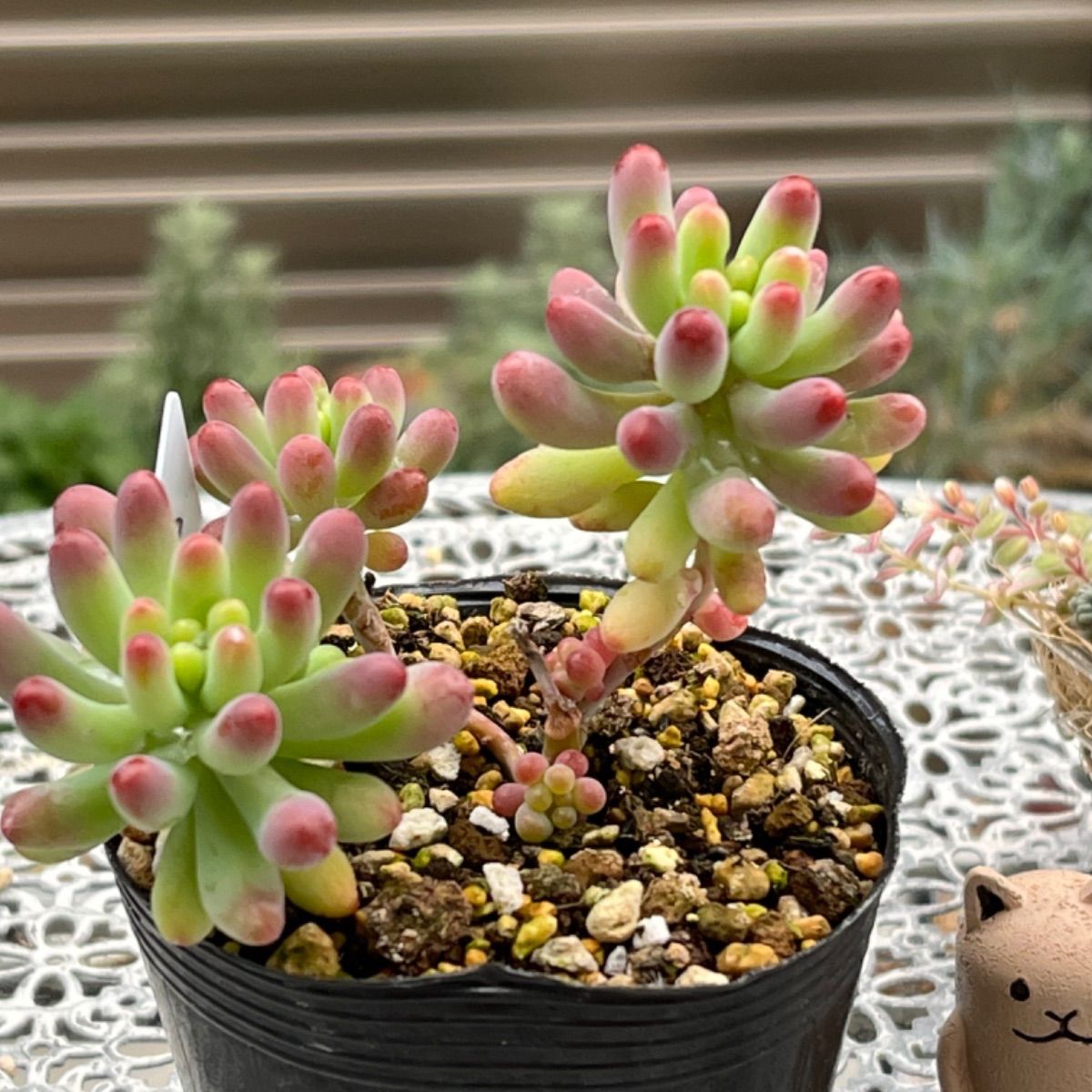 に*。様 乙女心×バルシー 多肉植物抜き苗うに 乙女心×P