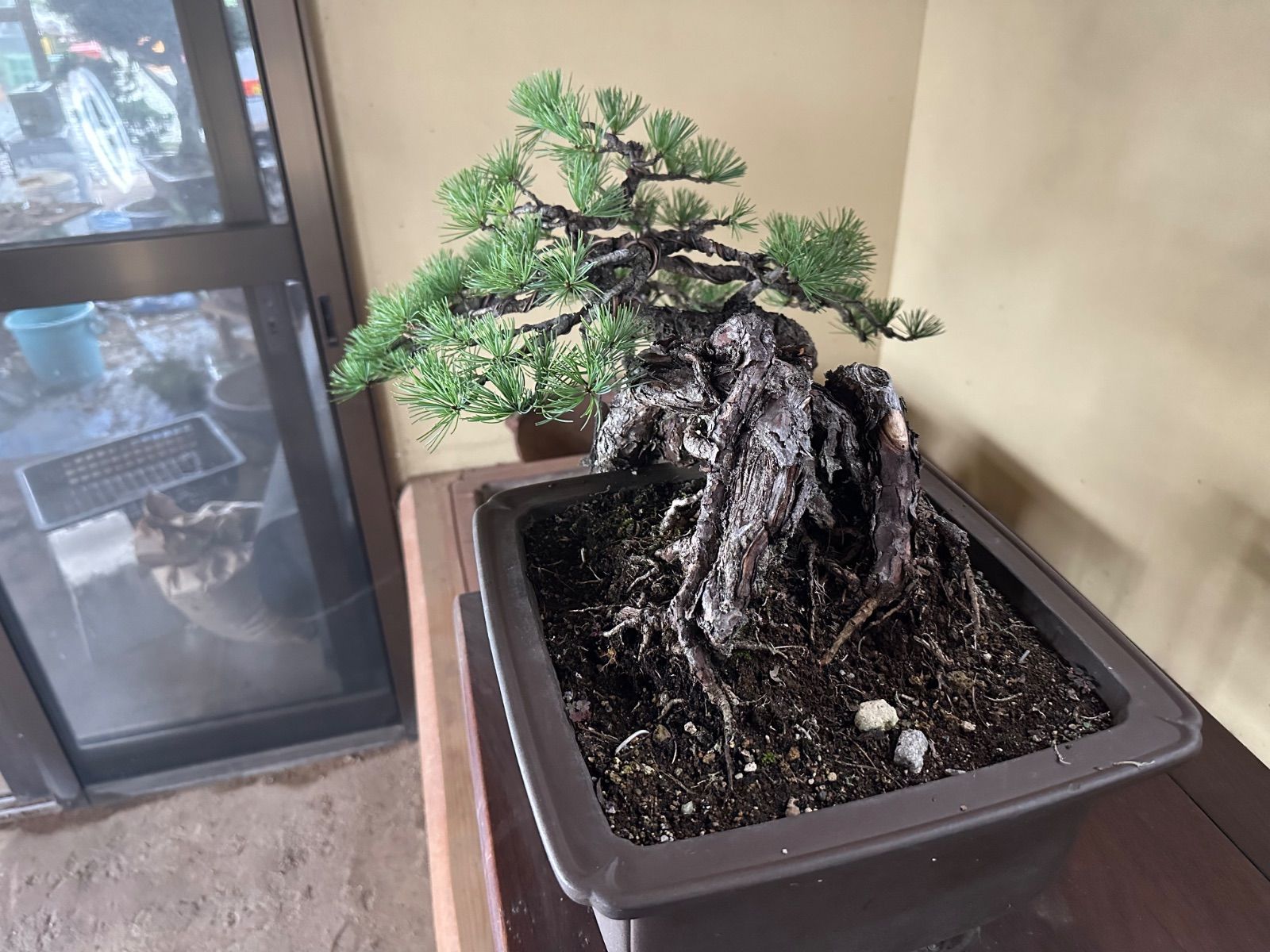 五葉松（那須五葉松） 那須五葉松(なすごようまつ) 盆栽 素材