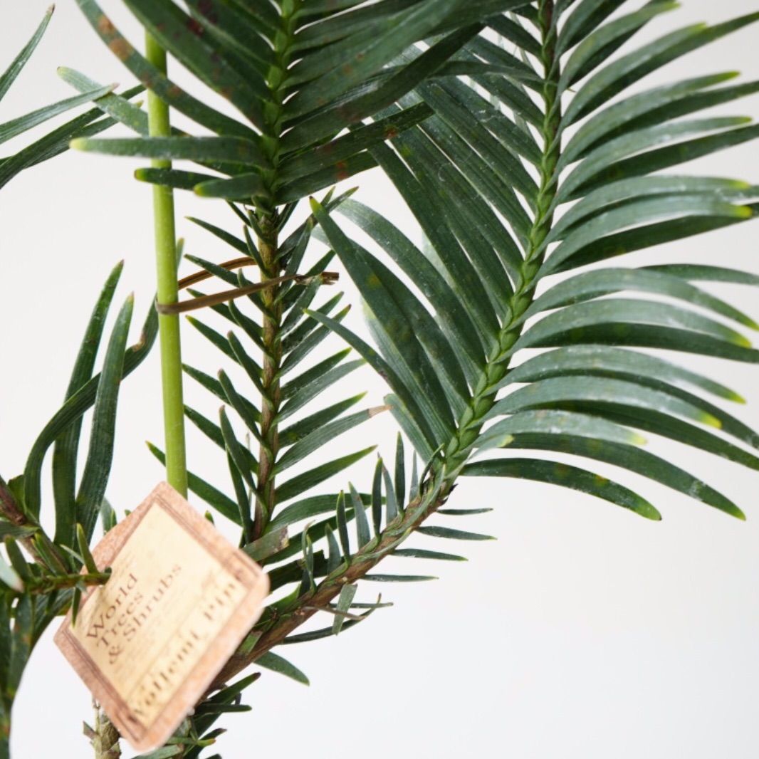 【安心の生産者仕入れ】ジュラシックツリー（ウォレマイ・パイン）　大株　希少⑤ 安心の生産者仕入れ】ジュラシックツリー（ウォレマイ・パイン） 大株