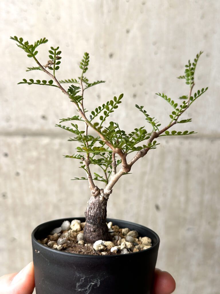 現品限り】オペルクリカリア・パキプス 根挿し【AG7】 Operculicarya