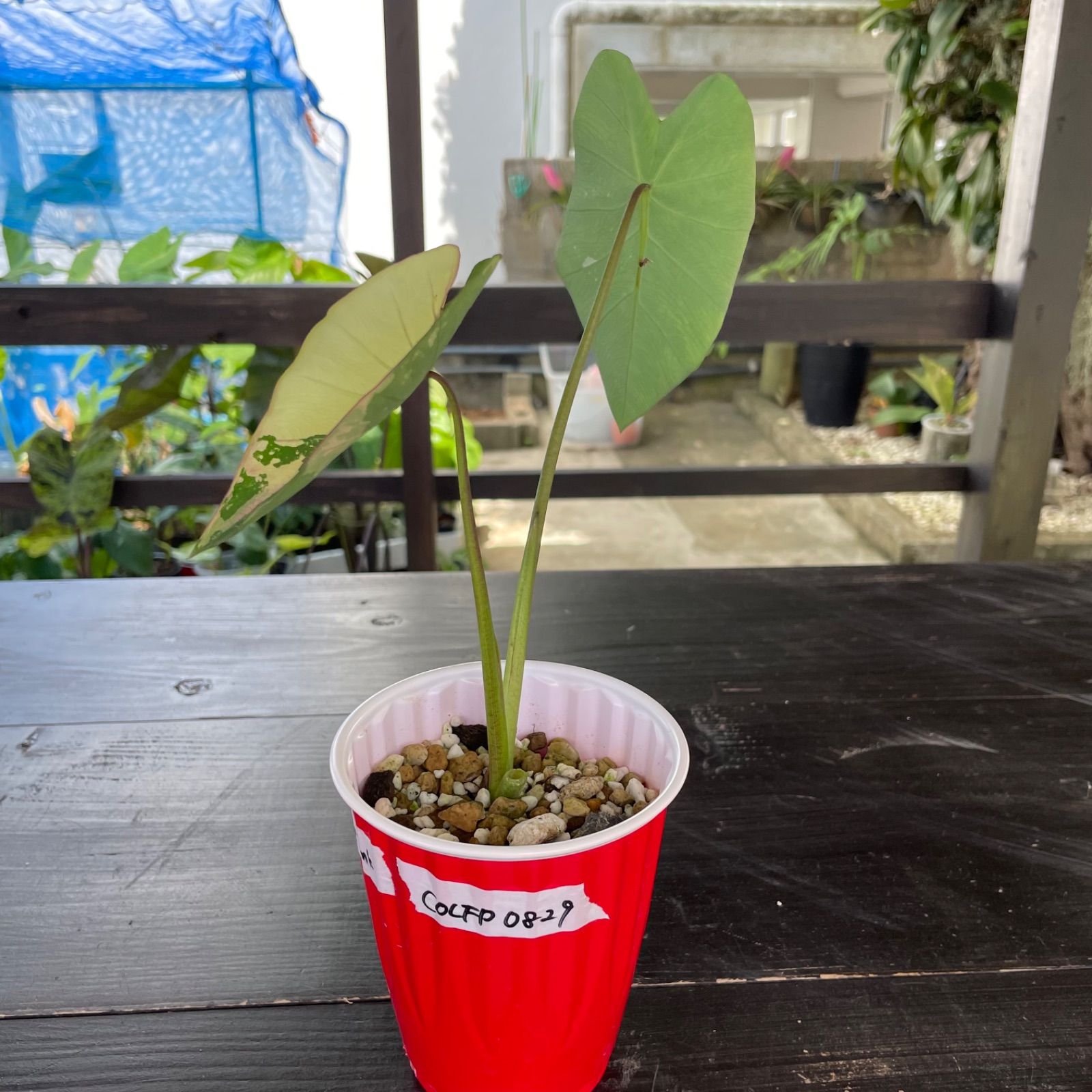 希少 美斑】 コロカシア ファーストピンク colocasia first pink