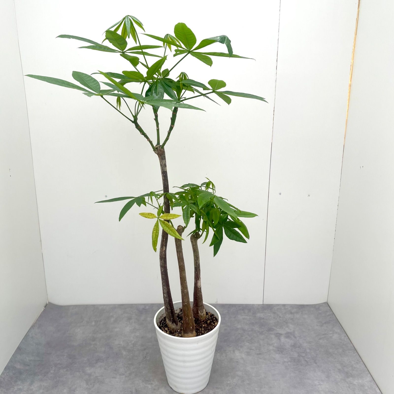 パキラ 接ぎ木 3本立て 15【現品】観葉植物 室内 - メルカリ