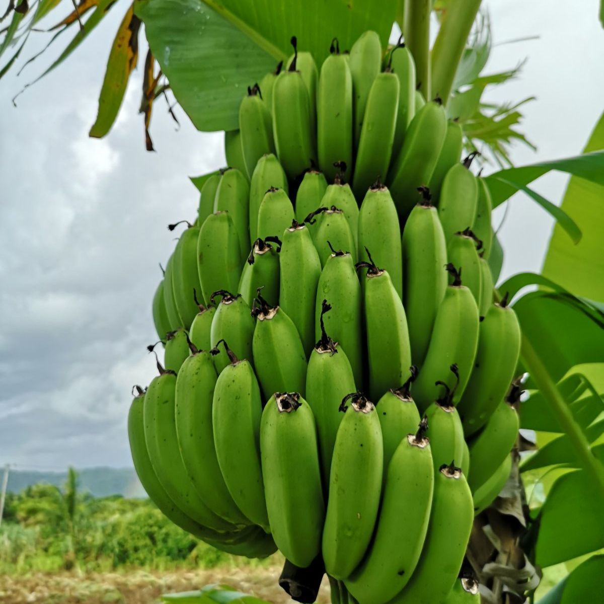 台湾バナナ 仙人蕉 苗