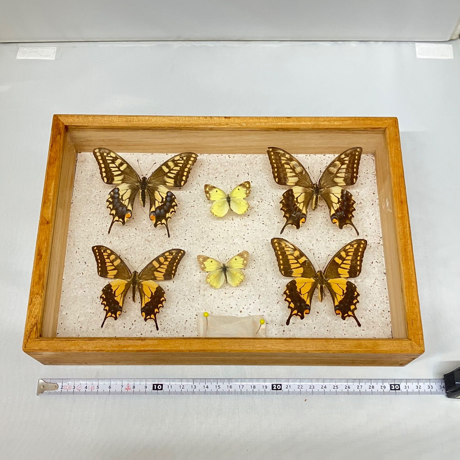 蝶の標本セット 12体 蝶の標本セット 12体 61kGAxcFZeL._UF894