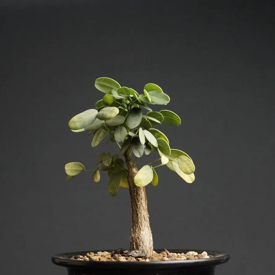 Delonix pumila Delonix pumila
