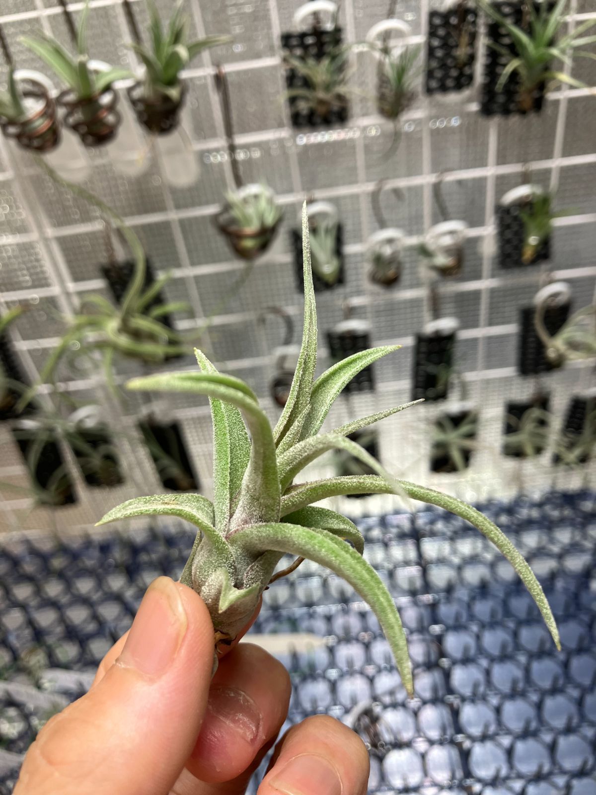 【ネコポス】 チランジア ストレプトフィラ Tillandsia streptophylla　キンクマ農園☆T0046