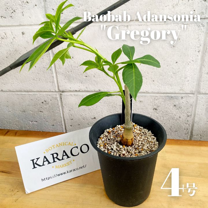 バオバブの木 コーデックス バオバブの木の通販 | 塊根植物