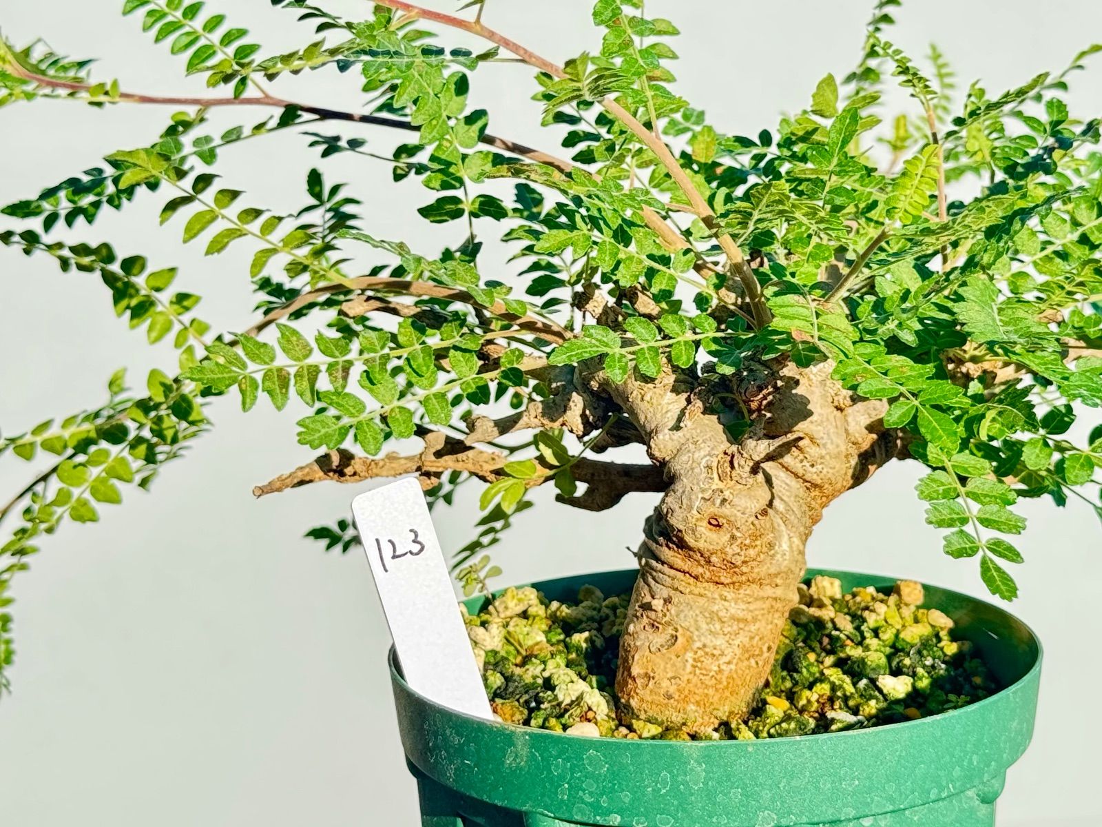 ボスべリア　ネグレクタ isla del pescado - Boswellia neglecta-ボスウェリア・ネグレクタ