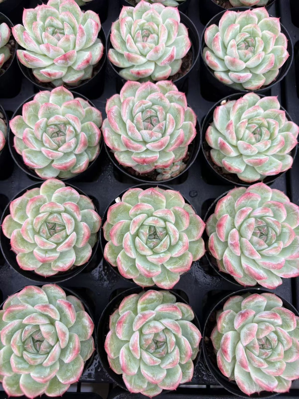 50株の抜き苗セット】リリースー 多肉植物 佐川急便発送 エケベリア