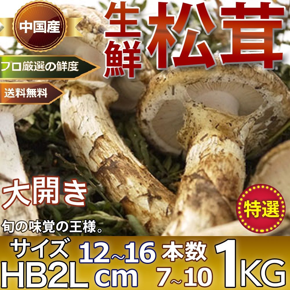 営業日3日以内発送】生松茸 開き 約1kg 特選HB2Lサイズ【8本前後/14cm