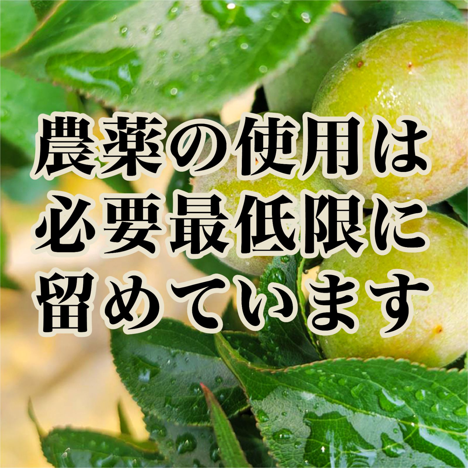 紀州南高梅
